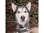 Adopt Leo a Siberian Husky