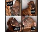 Adopt TIGER a Mixed Breed