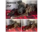 Adopt OLAF a Mixed Breed