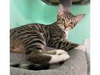 Phantom Domestic Shorthair Kitten Male