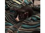 Petunia Domestic Shorthair Kitten Female