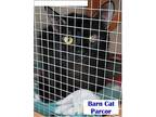 Feral - Parcor American Shorthair Adult Male