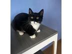 Arnold Palmer Domestic Shorthair Kitten Male