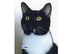 Trilia American Shorthair Young Female