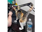 Winnow Calico Kitten Female