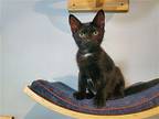 Slick Domestic Shorthair Kitten Female