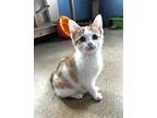 Halfdon Domestic Shorthair Kitten Male