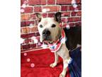 Adopt Walter a Pit Bull Terrier