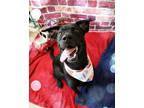 Adopt Onyx a Labrador Retriever