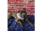 Adopt Joey a Pit Bull Terrier