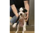 Adopt DEBLING a Pit Bull Terrier, Staffordshire Bull Terrier