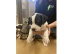 Adopt COLIN a Pit Bull Terrier, Staffordshire Bull Terrier