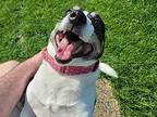 Milo Jack Russell Terrier Senior Male