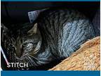 Stitch *working Cat* Domestic Shorthair Adult Male