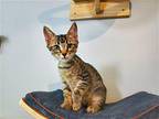 Snips Domestic Shorthair Kitten Male