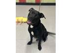 Adopt KIPPERS a Staffordshire Bull Terrier