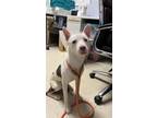 Adopt BUZCUIT a Australian Cattle Dog / Blue Heeler, Mixed Breed