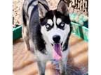 Adopt THUNDER a Siberian Husky, Mixed Breed