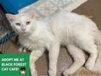 Adopt MR. WHITE a Domestic Medium Hair