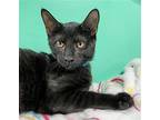 Void Domestic Shorthair Kitten Male