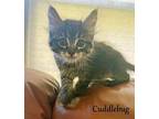 Cuddlebug Domestic Shorthair Kitten Female