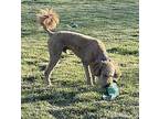 Bentley Poodle (Standard) Adult Male
