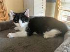Sagira Domestic Shorthair Kitten Female