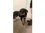 Adopt Remy a Labrador Retriever, Mixed Breed
