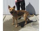 Adopt SIR FURSMUDGEON a German Shepherd Dog, Mixed Breed