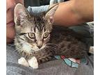 Abbie Tabby Domestic Shorthair Young Female
