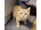 Reba Domestic Shorthair Kitten Female
