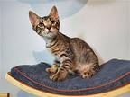 Circuit Domestic Shorthair Kitten Male