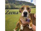 Zeena Labrador Retriever Young Female