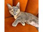 Aries Calico Kitten Female