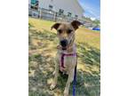 Adopt MOE a Labrador Retriever, Mixed Breed