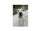 Adopt Stu a Labrador Retriever