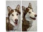 Adopt SHERE a Siberian Husky