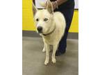 Adopt BINX a Siberian Husky