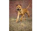 Adopt KING a Black Mouth Cur, Mixed Breed