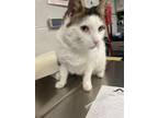 Adopt HENDERSON a Domestic Short Hair
