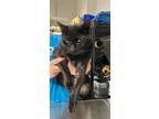 Adopt HANCOCK a Domestic Short Hair