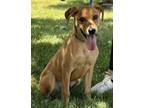 Adopt Dozer a Labrador Retriever