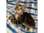 Cinderella Domestic Shorthair Kitten Female