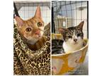Adopt Calvin and Hobbs a Domestic Short Hair, Tabby