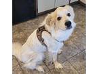 Rocky Great Pyrenees Adult Male