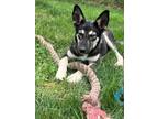 Adopt Ducky a Shepherd, Husky