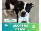 Adopt LUKE SKYWALKER a Pit Bull Terrier