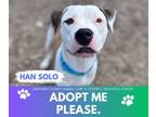 Adopt HAN SOLO a Pit Bull Terrier