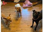 Cocoa pup Mixed Breed (Medium) Puppy Female
