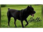 Stella Cane Corso Adult Female